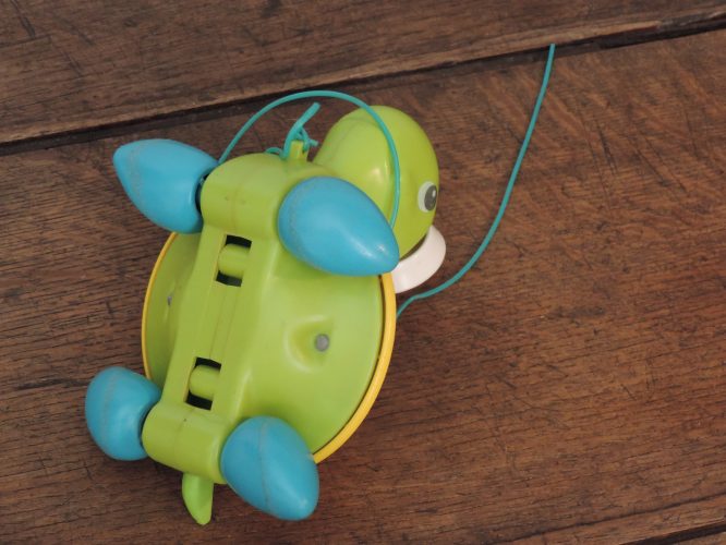 Tortue – Image 3